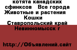 котята канадских сфинксов - Все города Животные и растения » Кошки   . Ставропольский край,Невинномысск г.